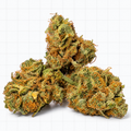 Pineapple Snowcone — Fleur CBD Hydroponic Indoor